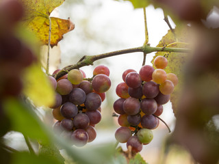 Autumn harvest of grapes