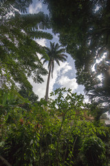 Fototapeta premium Annandale falls Grenada Caribbean
