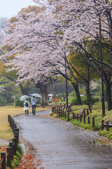 Sakura cherry blossom with raining at Chidorigafuchi park, Tokyo, Japan