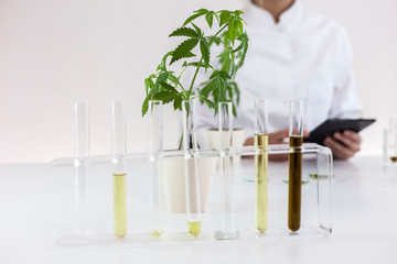 Scientist checking a pharmaceutical cbd oil in a laboratory with a tablet