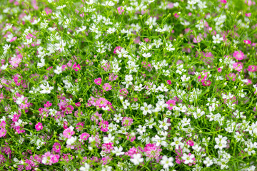 Closeup many little gypsophila pink and white flowers background