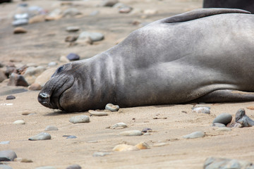 Fototapeta premium elephant seals on beach at Point Reyes