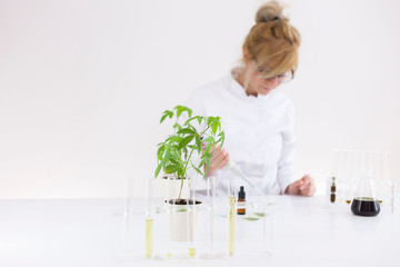 Scientist working with pharmaceutical cbd oil in a laboratory with a glass equipment