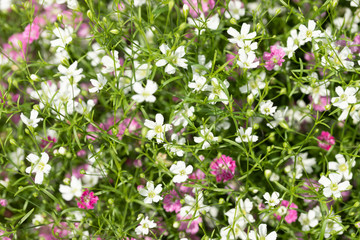 Closeup many little gypsophila pink and white flowers background