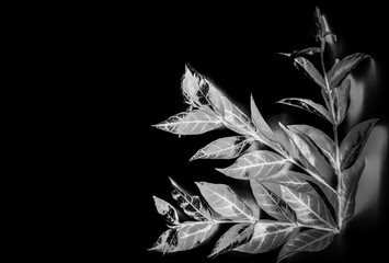 Beautiful texture abstract white leaves of tree isolated on black background pattern and wallpaper