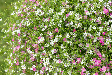 Closeup many little gypsophila pink and white flowers background