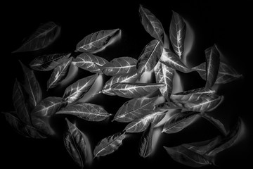 Beautiful texture abstract white leaves of tree isolated on black background pattern and wallpaper
