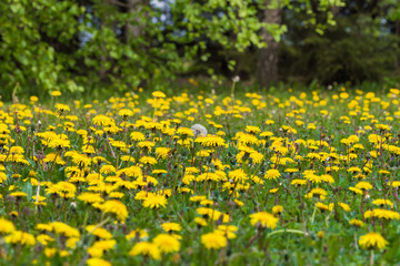 Fototapeta premium yellow dandelion field nearby, sharp focus centered, blurred around; one dandelion with white fluff; meadow with yellow flowers