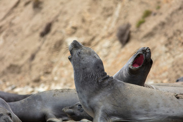 elephant seals on beach at Point Reyes