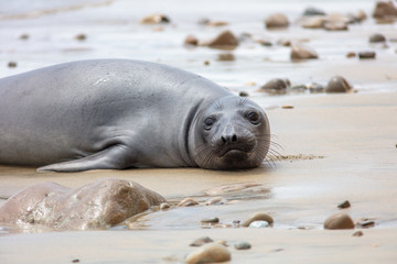 elephant seals on beach at Point Reyes