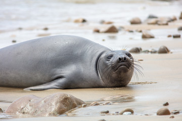 elephant seals on beach at Point Reyes