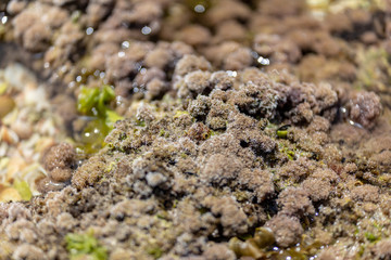 Beautiful seaweed covered in salt