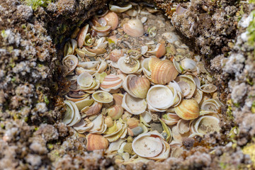 Sea shells and algae
