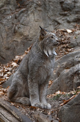 mountain lion