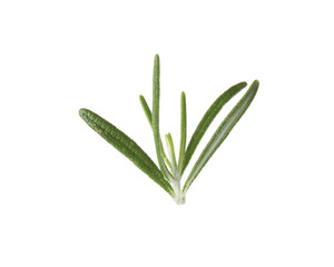Fototapeta premium Fresh green rosemary leaves on white background
