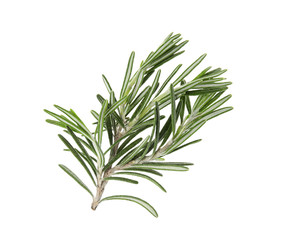 Fresh green rosemary twig on white background