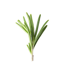 Fresh green rosemary leaves on white background