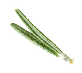 Fresh green rosemary leaves on white background