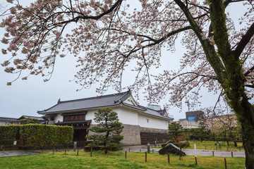 Fototapeta na wymiar Spring season with sakura cherry blossom during raining in Sumpu castle at Shizuoka prefecture, Japan