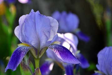 Gentle blue iris in spring garden close-up