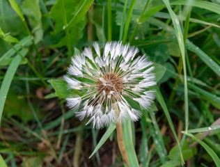 dandelion in grass