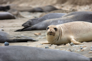elephant seals on beach at Point Reyes