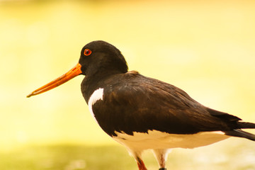 Oystercatcher