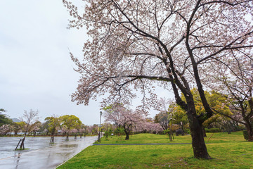 Spring season with sakura cherry blossom during raining with cityscape background in Sumpu castle park at Shizuoka prefecture, Japan