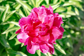Beautiful purple lilac peony flower growing in the garden. Background for banner, greeting card