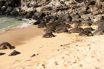 turtles on the beach