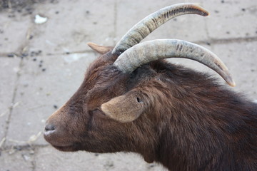 close up of a beautiful ram, or goat, farm animal with brown fur
