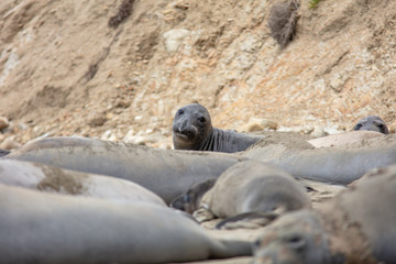 Fototapeta premium elephant seals on beach at Point Reyes