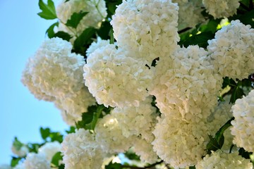 Fluffy white inflorescences of viburnum buldenezh in spring garden close-up