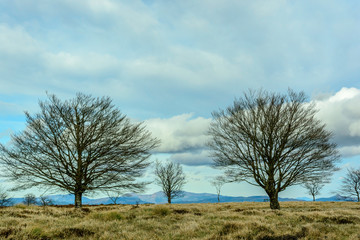 Arboles en otoño