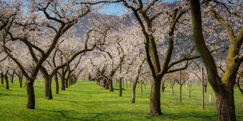 Fototapeta na wymiar Apricots bloom in the Wachau, Lower Austria