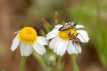 Two small insects on a wild daisy.