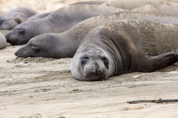 elephant seals at point Reyes