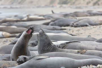 elephant seals at point Reyes 