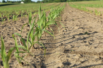 Agriculture