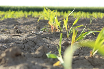 young plant growing in soil