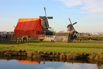 Naklejka premium spring trip to Zaanse Schans. Placid channels, tranquil rivers flow between the hills. The Dutch windmills stand as a traditional tourist landmark after centuries