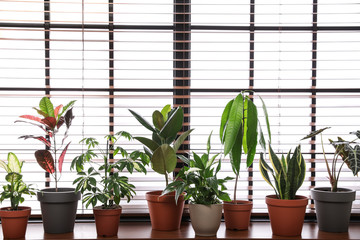 Different green potted plants on window sill at home