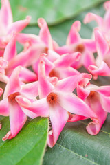 Fototapeta premium Close-up flowering Burmese Sal on green leaves.