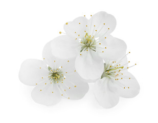 Beautiful flowers of blooming spring tree on white background