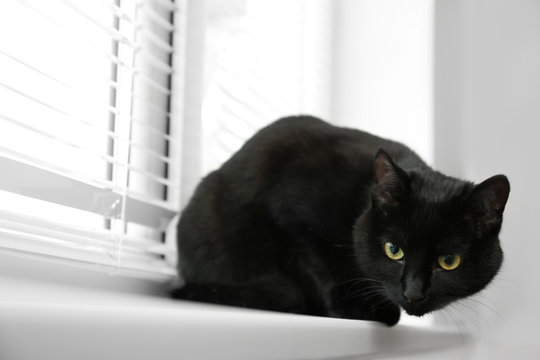 Adorable black cat near window with blinds indoors. Space for text