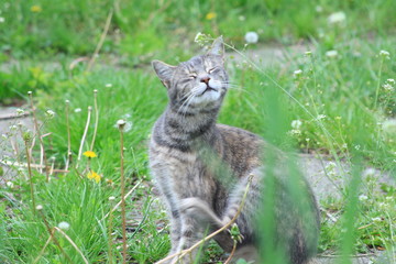 cat on grass