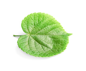 Beautiful spring green leaf on white background