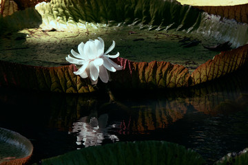 Giant water lily pad Victoria regia and blooming flower reflecting in water, Mauritius