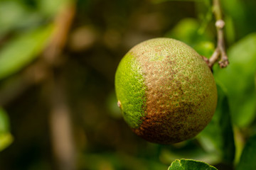 Citrus canker it is a disease affecting Citrus species caused by the bacterium