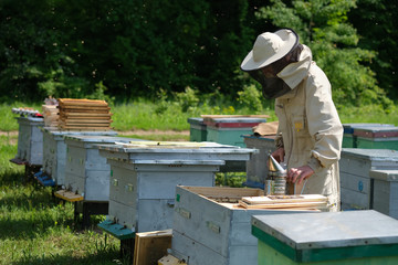 Beekeeper on apiary. Beekeeper is working with bees and beehives on the apiary.